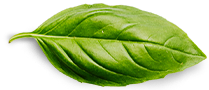 hoja
